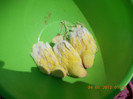 Picture 031