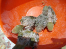 Picture 033