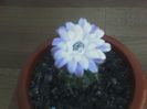 Gymnocalycium