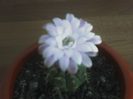 Gymnocalycium