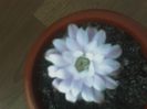Gimnocalycium -  Multumesc Lizica