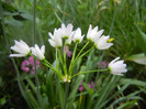 Allium roseum (2012, June 02)