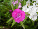 Dianthus barbatus (2012, June 02)