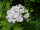 Dianthus barbatus (2012, June 02)