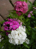 Dianthus barbatus (2012, June 02)