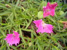Dianthus Kahori (2012, May 30)