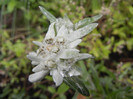 Leontopodium alpinum (2012, May 27)