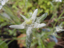 Leontopodium alpinum (2012, May 27)