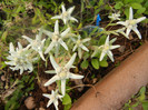 Leontopodium alpinum (2012, May 30)