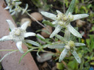 Leontopodium alpinum (2012, June 02)