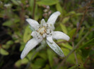 Leontopodium alpinum (2012, June 02)