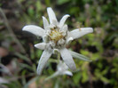 Leontopodium alpinum (2012, June 02)