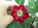 tigrina red 2