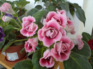 rosalinda