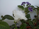 alb cu decor mov