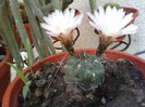 Gymnocalycium