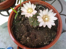 Gymnocalycium