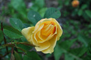 DSC_1965
