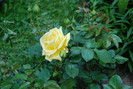 DSC_1961