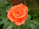Rose Monica (2012, May 25)