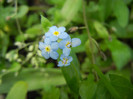 Myosotis alpestris (2012, May 30)