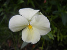 Pansy (2012, May 30)