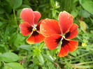Pansies (2012, May 30)