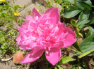 Peony. Bujor (2012, May 30)
