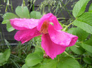 Rosa rugosa (2012, May 27)