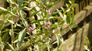 P1330266
