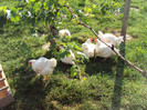 DSC02595 - Copy