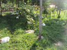 DSC02600 - Copy
