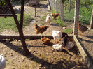 DSC02604 - Copy