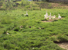 DSC02639 - Copy