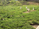 DSC02640 - Copy