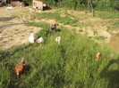 DSC02663 - Copy