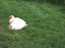 DSC02670 - Copy