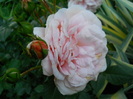 rosagold