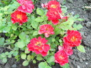 minirosa