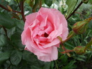 queen elizabeth