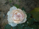Rose Optimiste