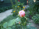 Parfum dOrleans
