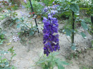 flori 2012 672
