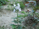 flori 2012 673
