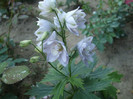 flori 2012 674