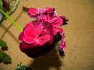 DSCN7474