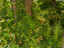 DSCN7480