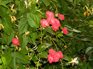DSCN7481
