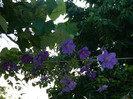 DSCN7498