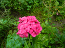 DSCN7523
